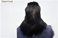 臺灣藍鵲藏品圖，第9張